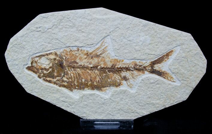 Inch Long Knightia Fossil Fish #1556